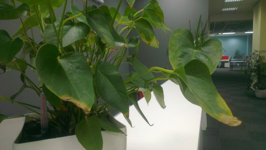 Антуриум желтый Пикассо