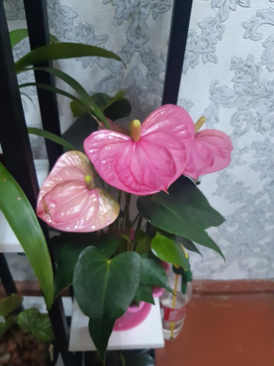 Антуриум Лиана