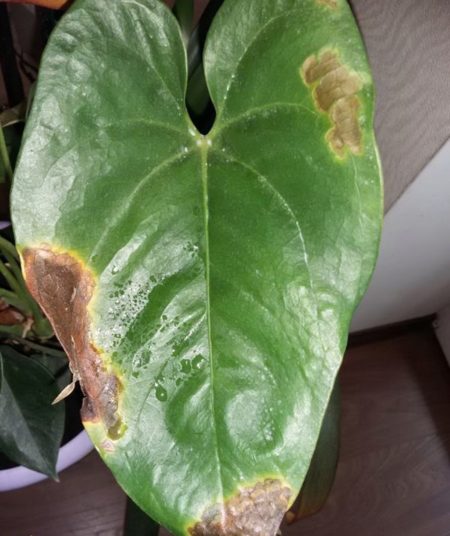 Листья антуриума подсыхают