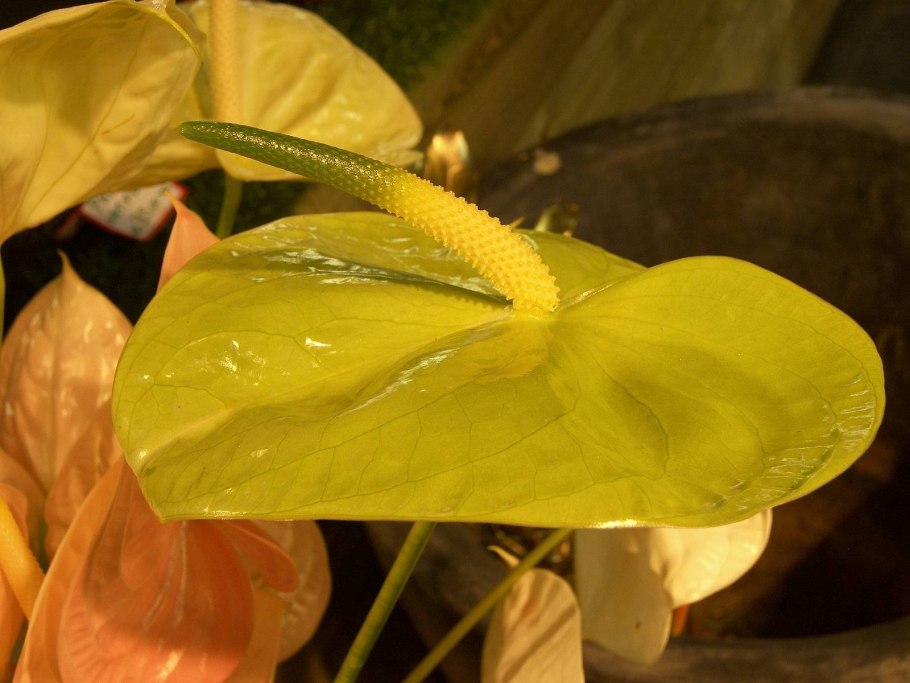 Хлороз антуриума