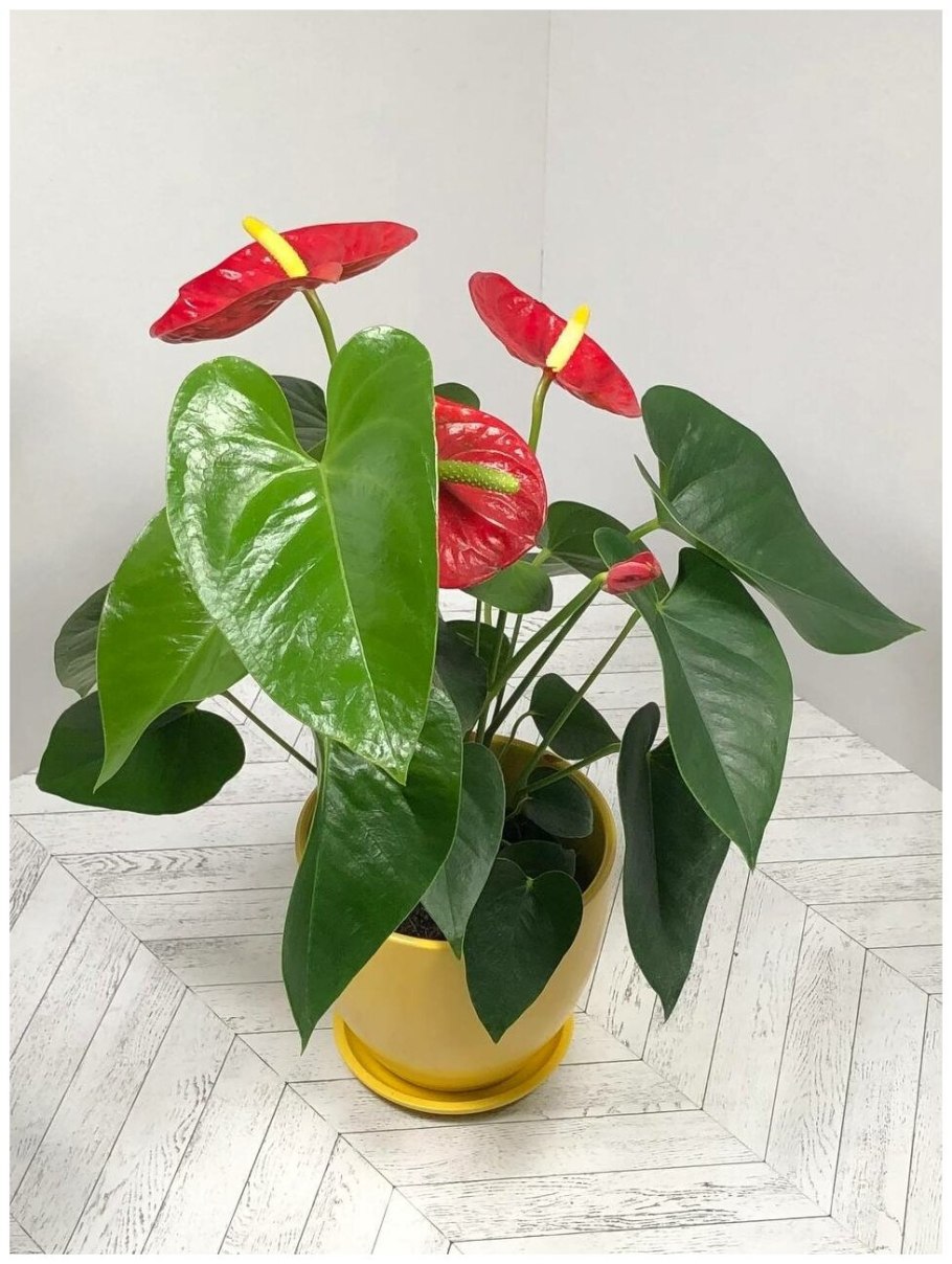 Антуриум желтый Пикассо