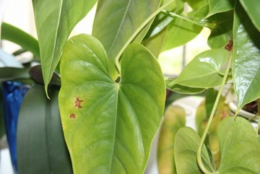 Антуриум фузариоз септориоз