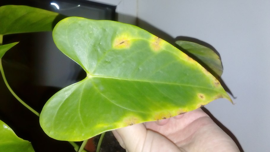 Желтеют листья Антуриум Андре