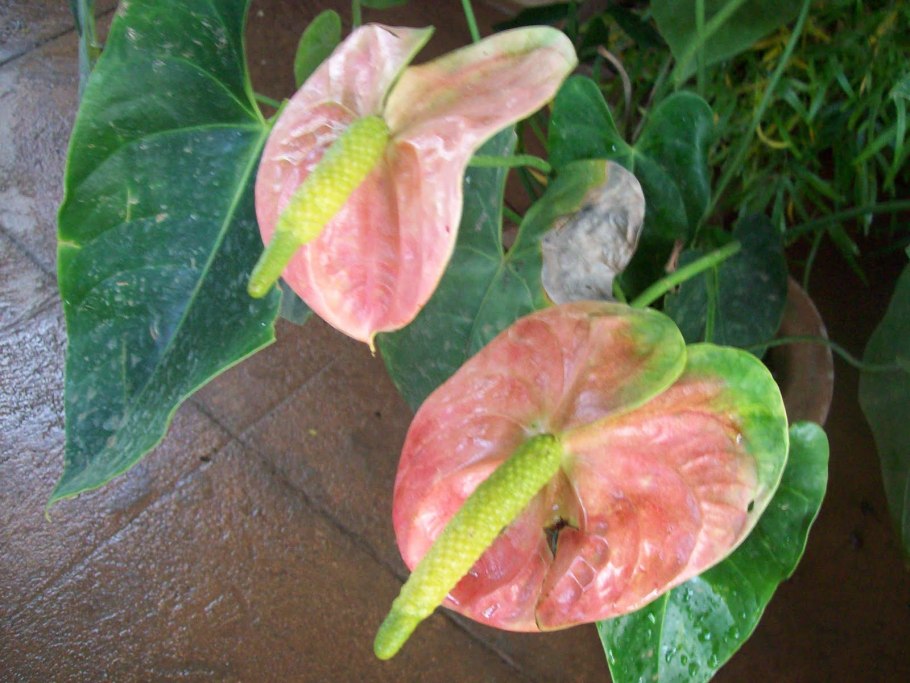 Антуриум листья