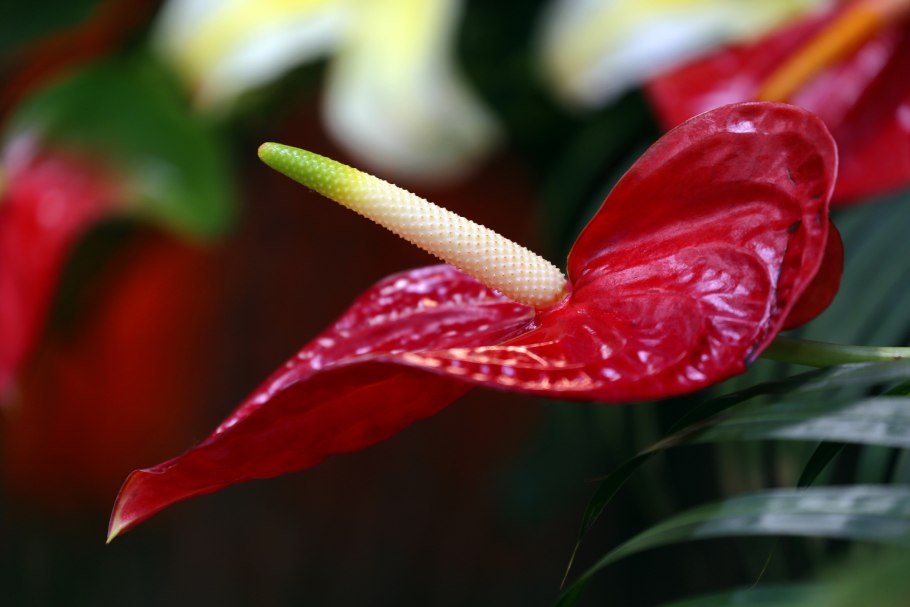 Антуриум желтый