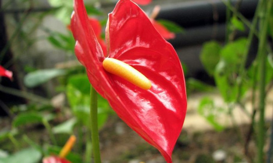 Антуриум фитофтороз