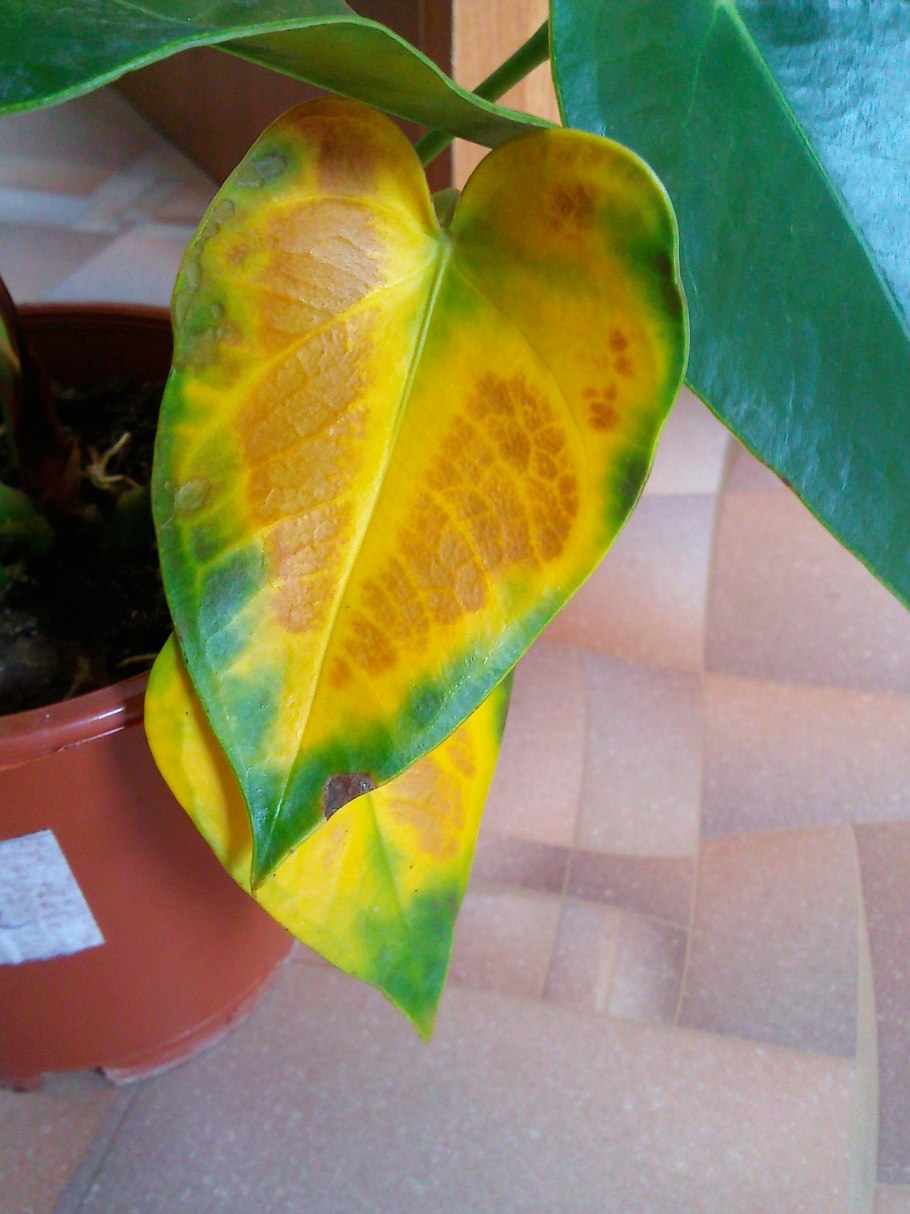 Аукуба трипсы