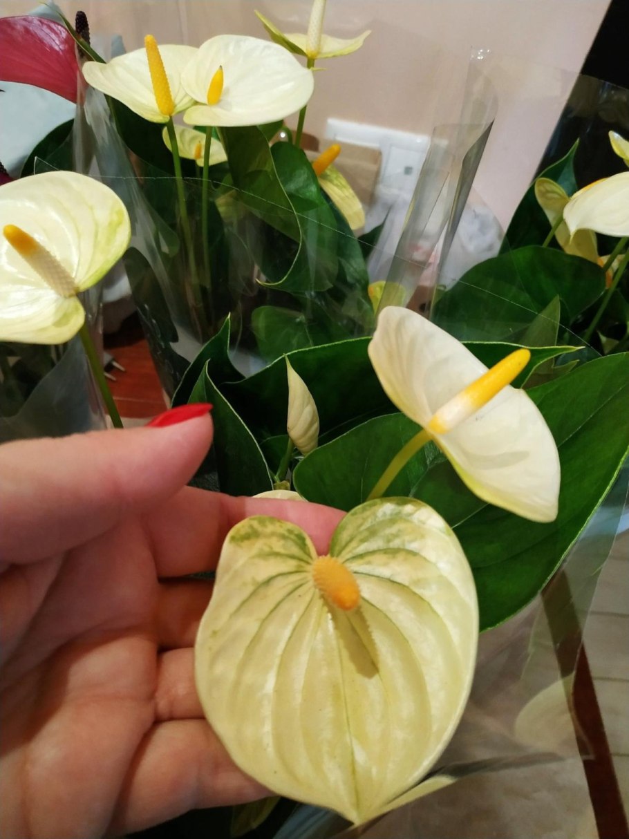 Антуриум Андрианум Ванилла