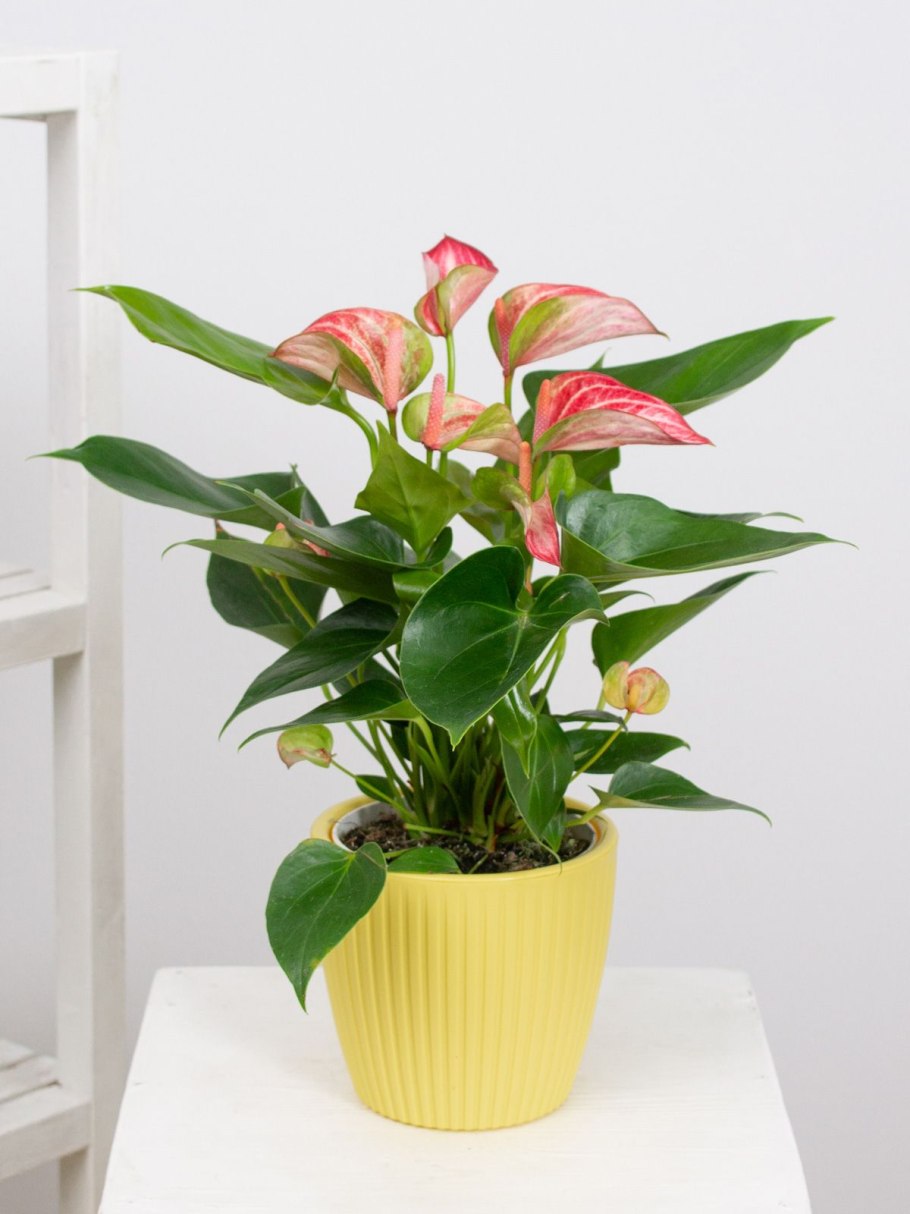 Антуриум желтый Пикассо