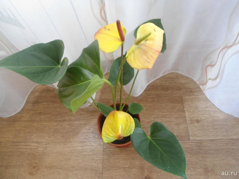 Септориоз Антуриум Андре