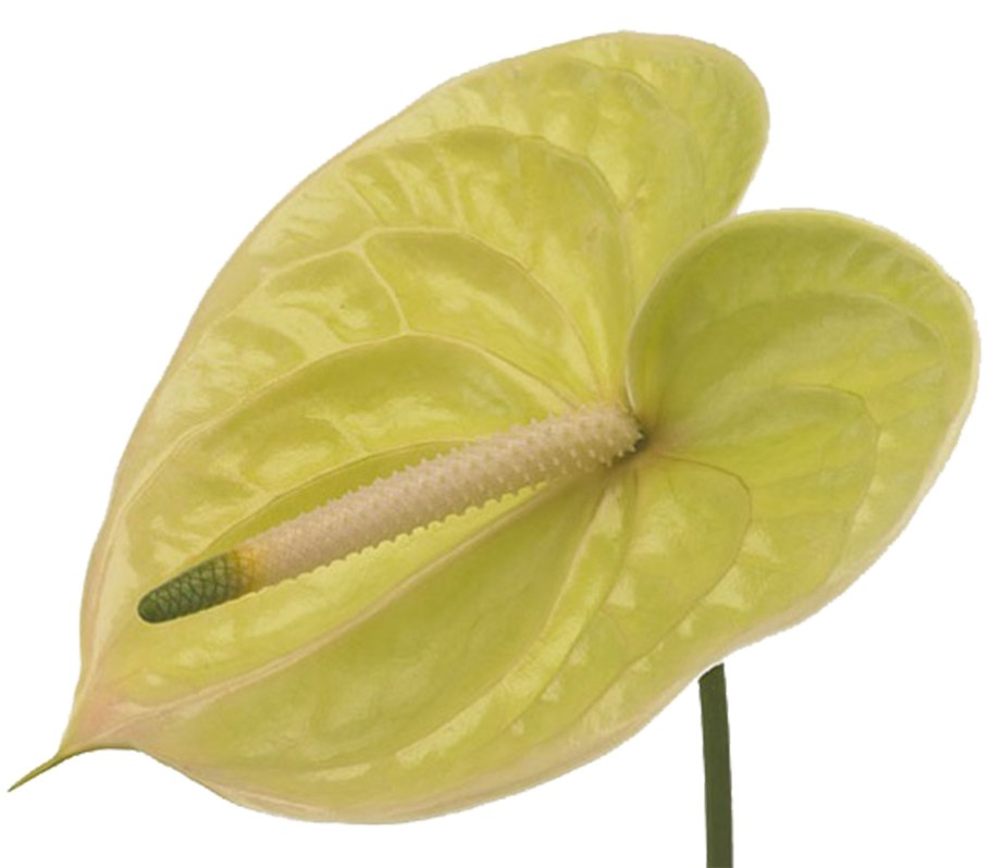 Антуриум желтеют листья