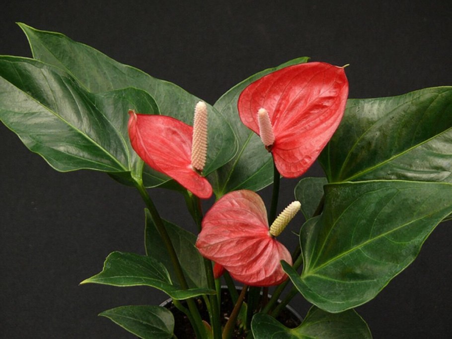 Anthurium andreanum лист