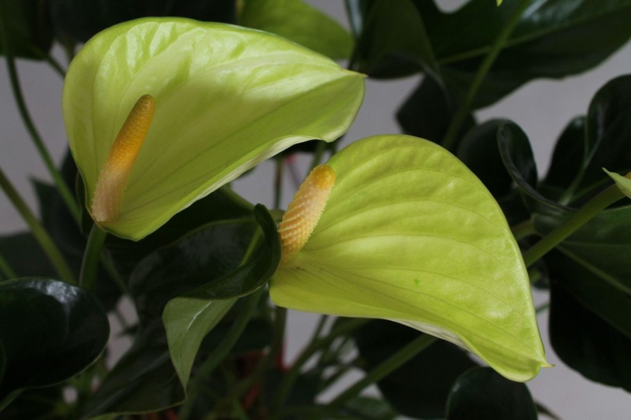 Черная пятнистость Антуриум