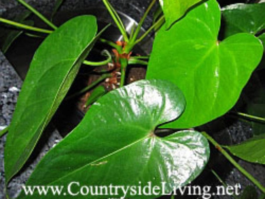 Антуриум красный