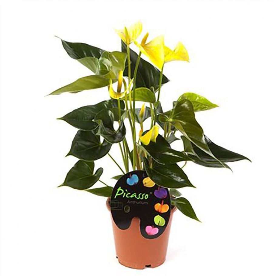 Пятна на антуриуме