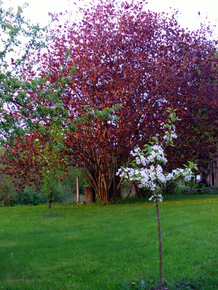 Пузыреплодник калинолистный Литтл Джокер