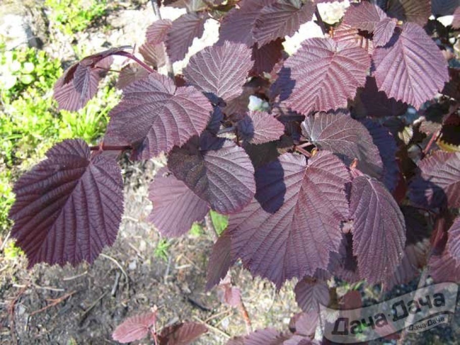 Береза повислая Пурпуреа