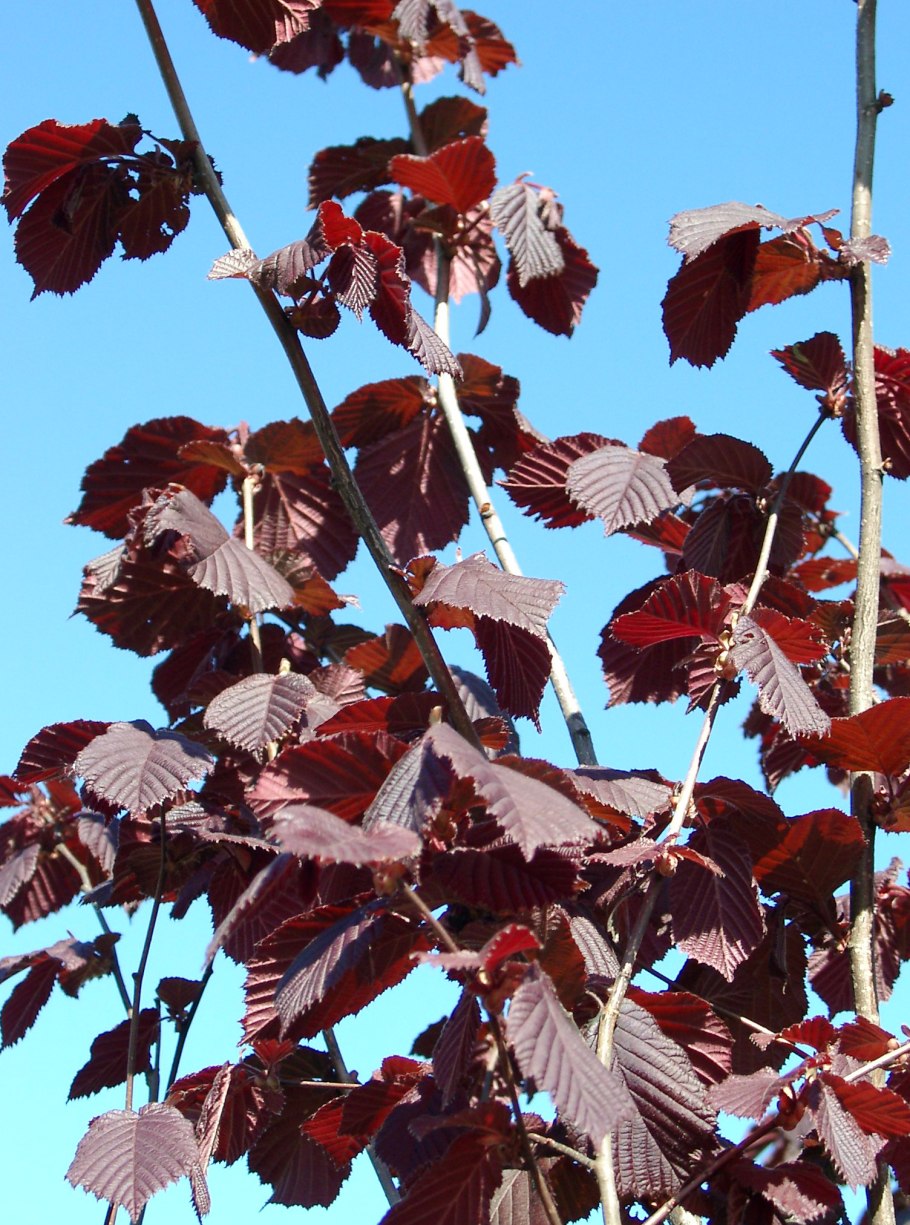 Фундук rotblattrige Zellernuss