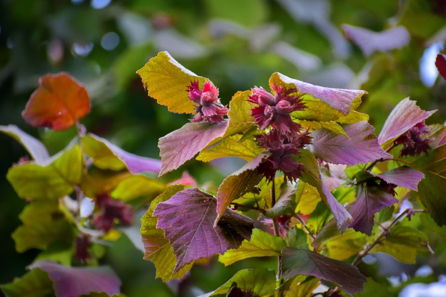 Лещина обыкновенная сирена