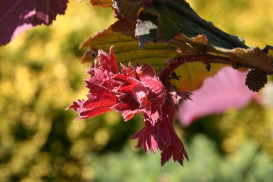 Лещина обыкновенная Пурпуреа