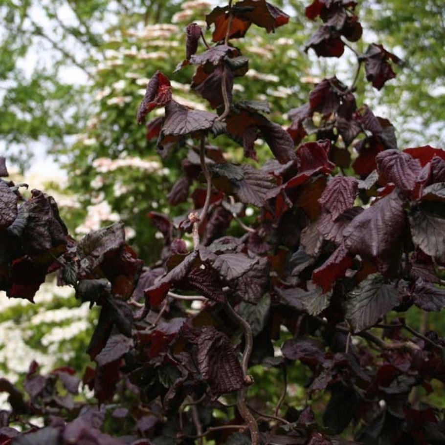 Лещина фуска Рубра