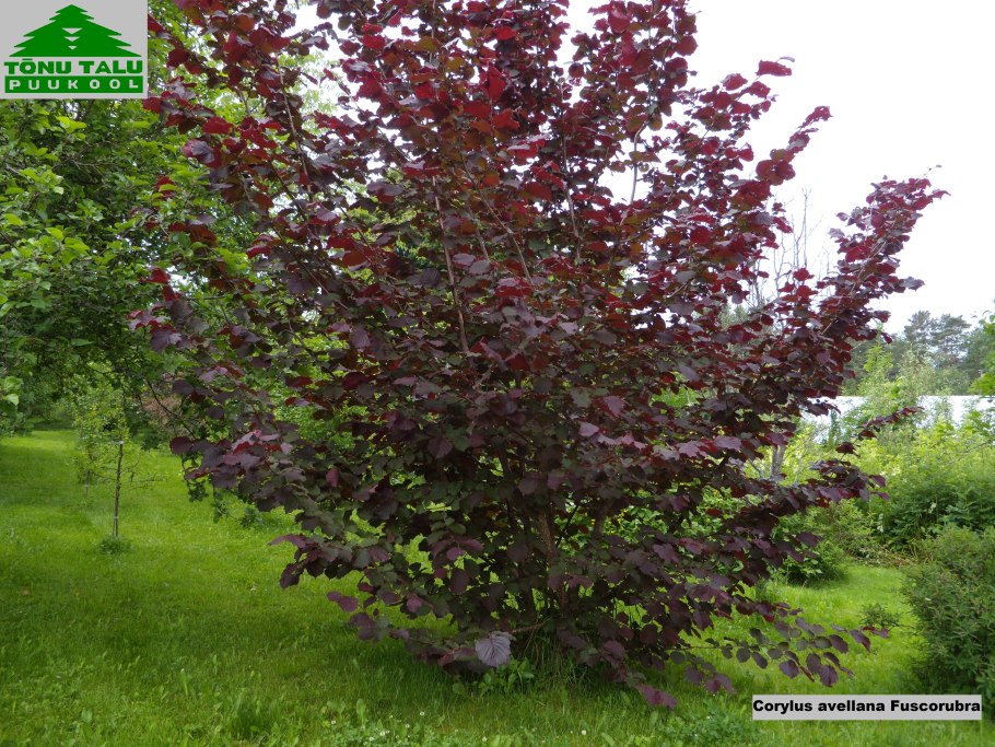 Лещина обыкновенная пурпурнолистная