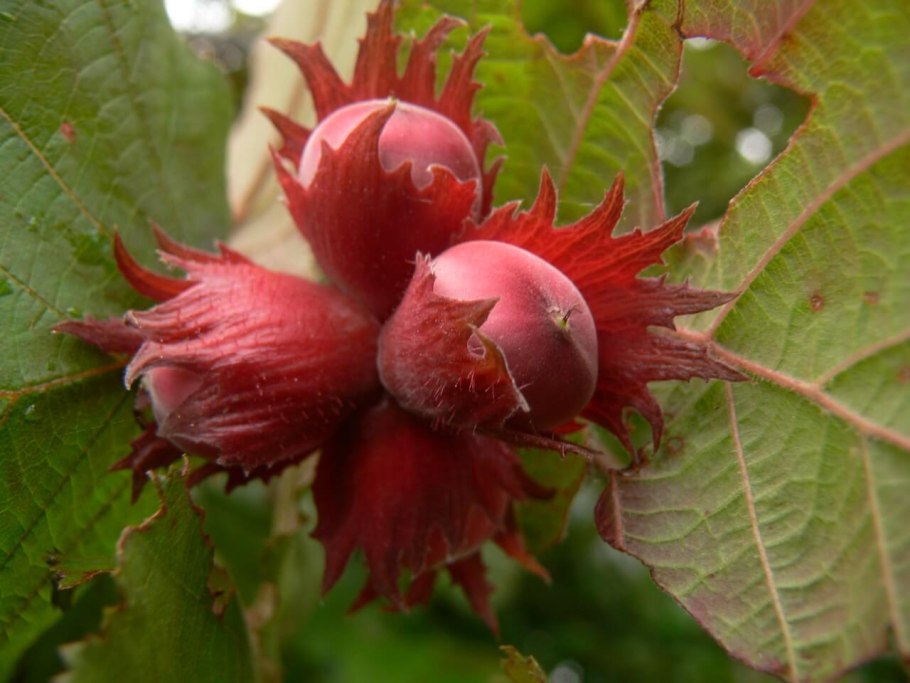 Лещина обыкновенная Corylus avellana WRB