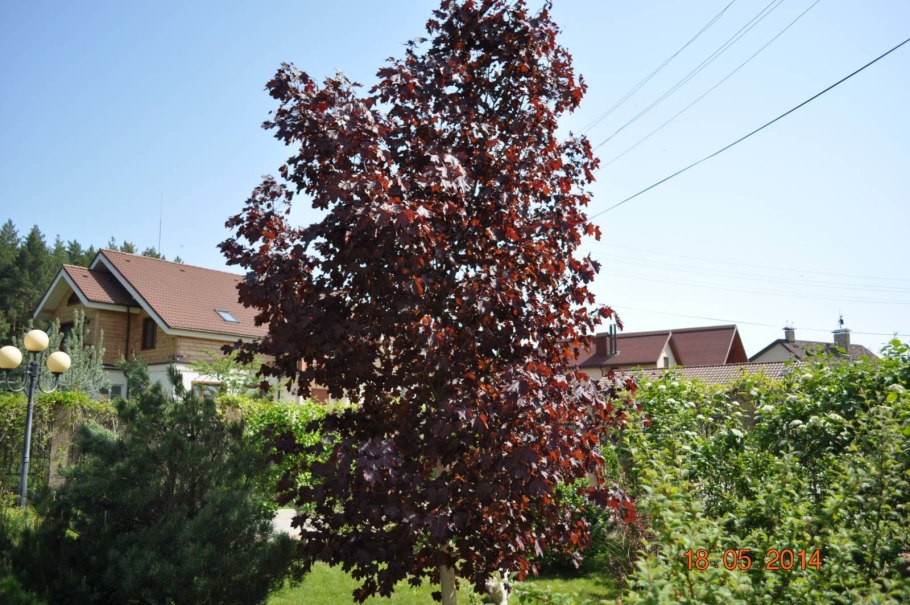 Красный орешник