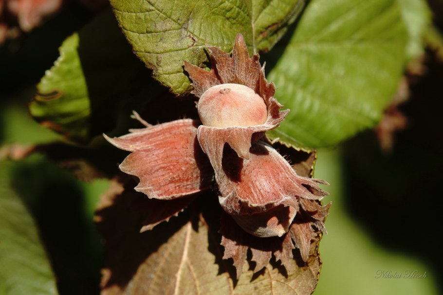 Лещина Пурпурея растения