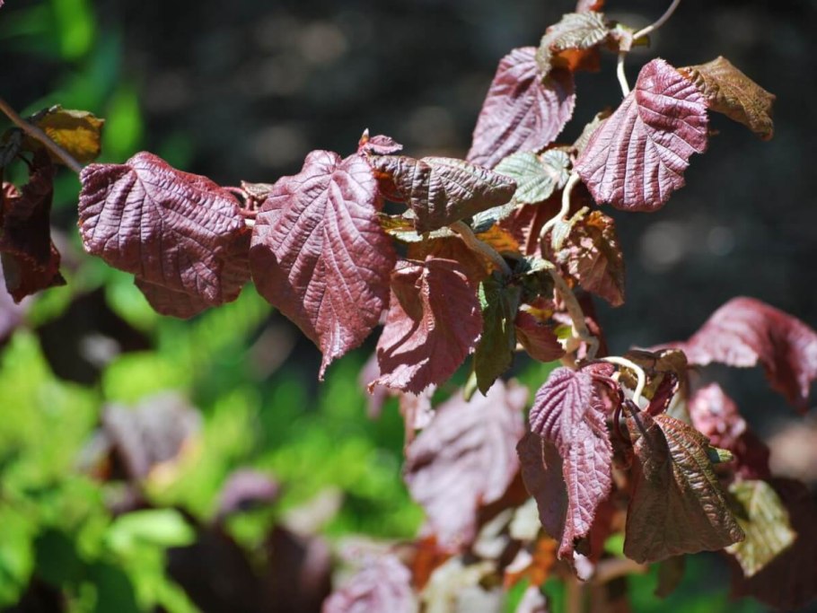 Береза повислая purpurea