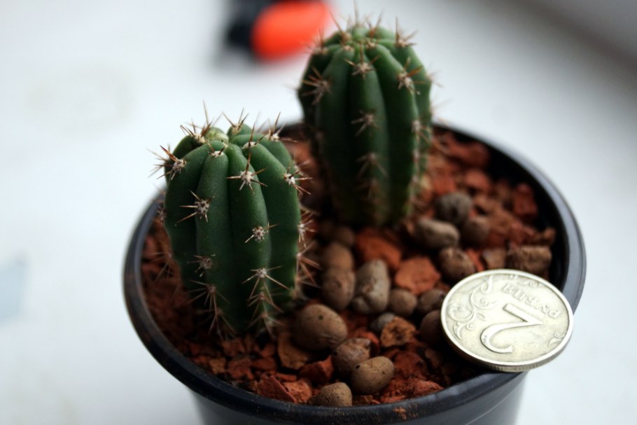 Кактус Плант микс