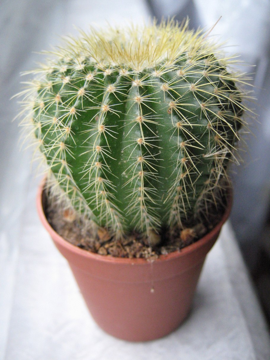 Кактус Маммиллярия Cactaceae