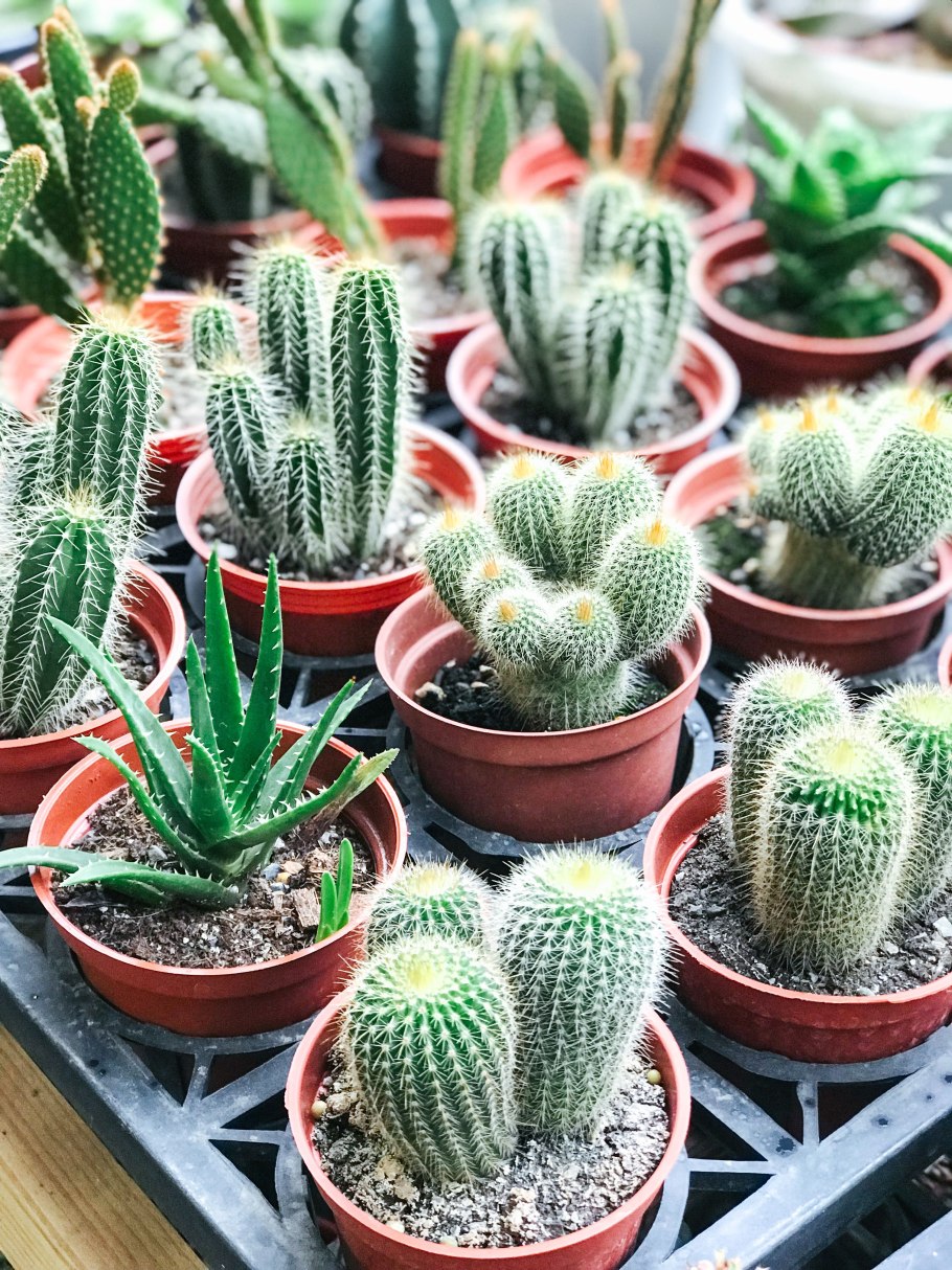 Кактус суккулент микс