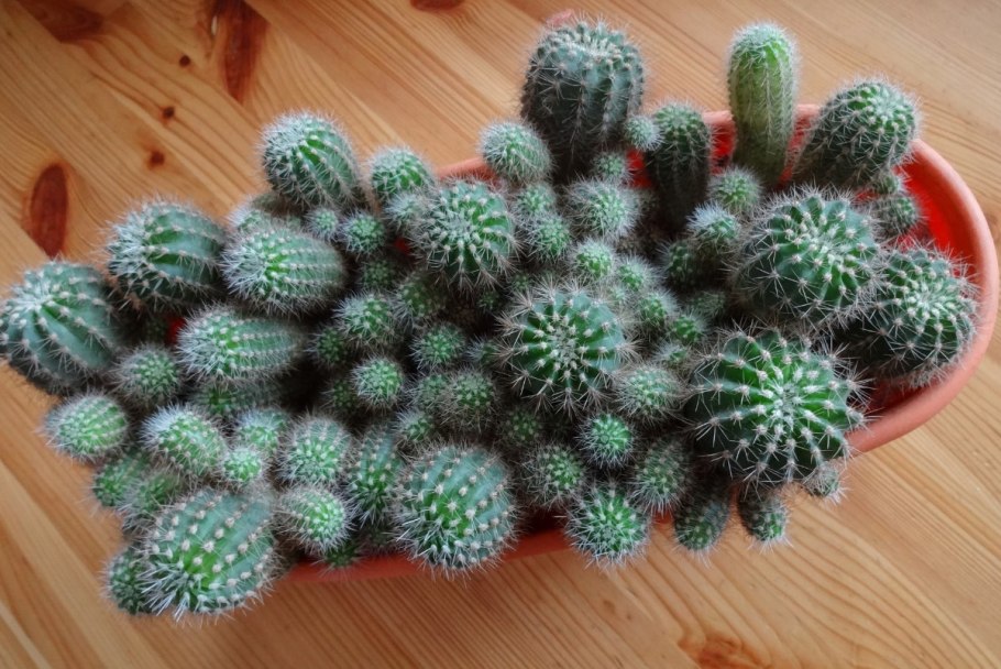 Опунция в горшке