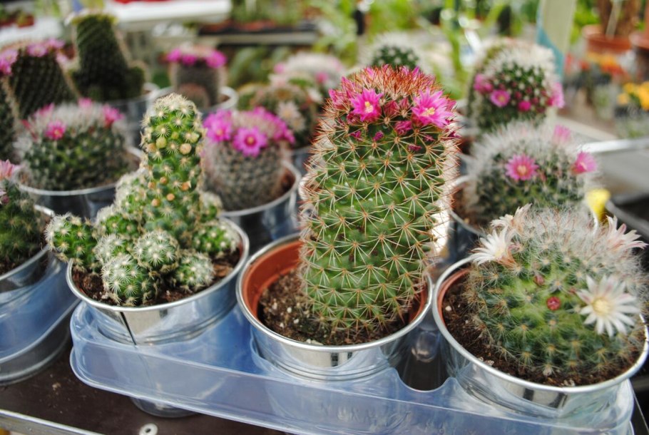 Кактусовидные Суккуленты