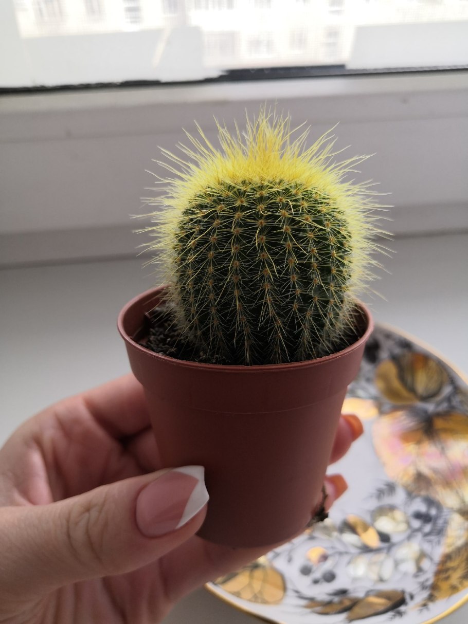 Суккулент Кактус Echinopsis