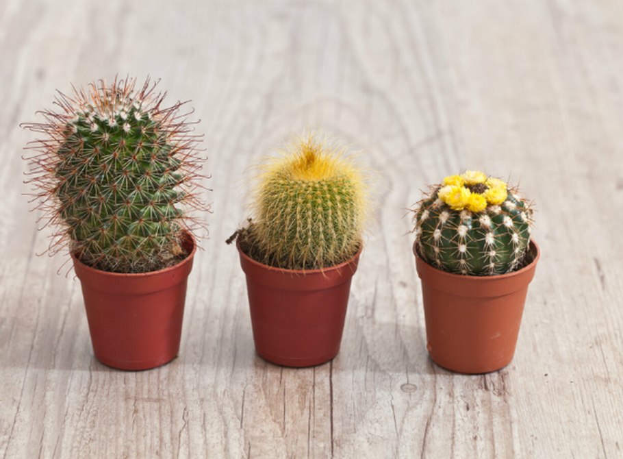 Кактус Фловеринг