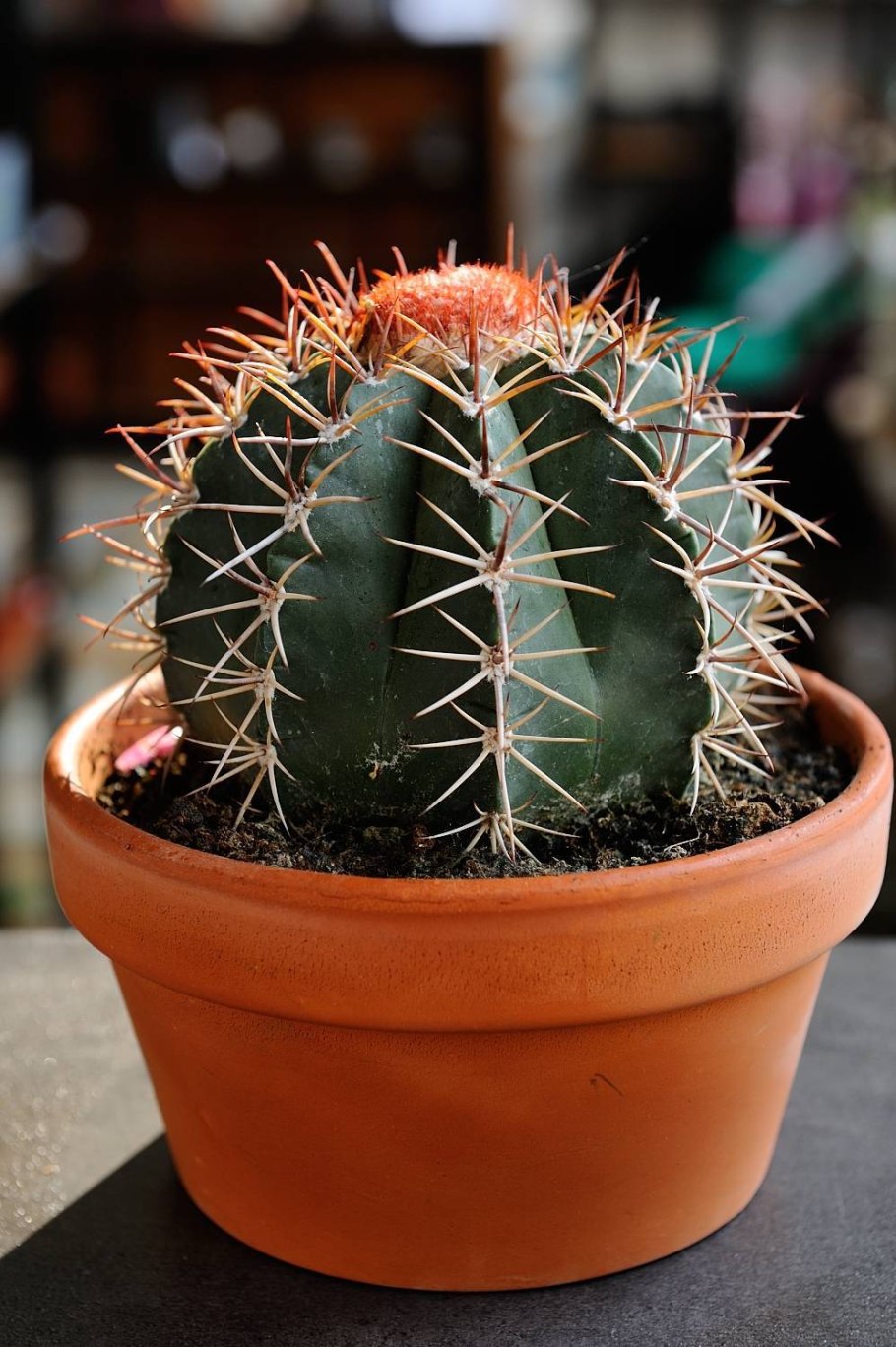 Кактус Строблем