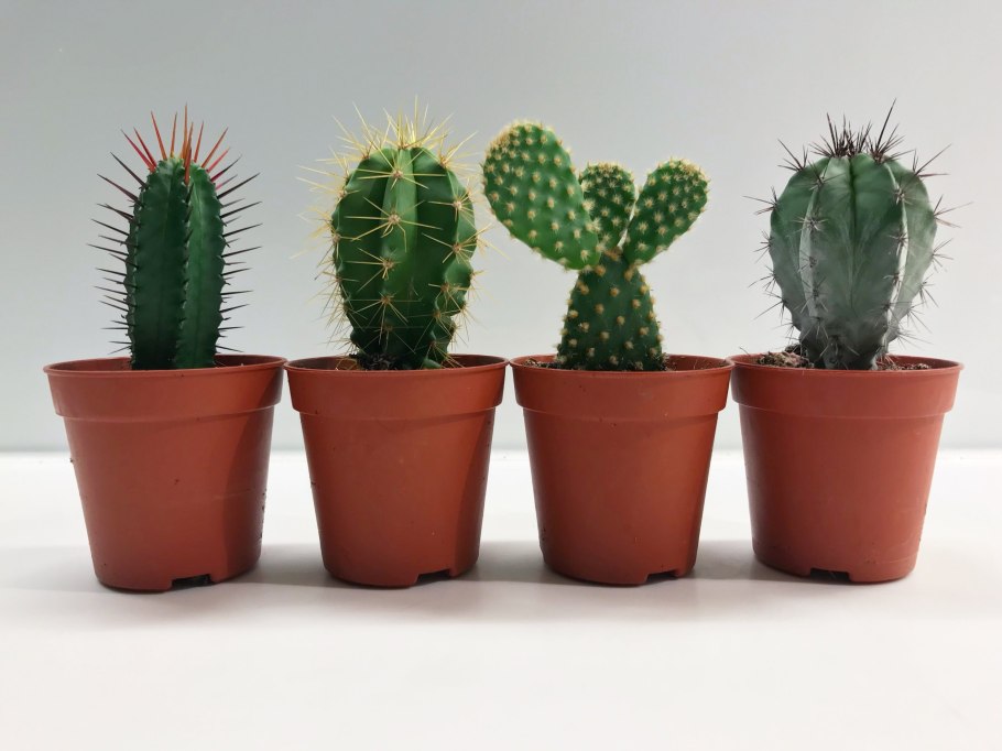 Кактус БЕКАНО