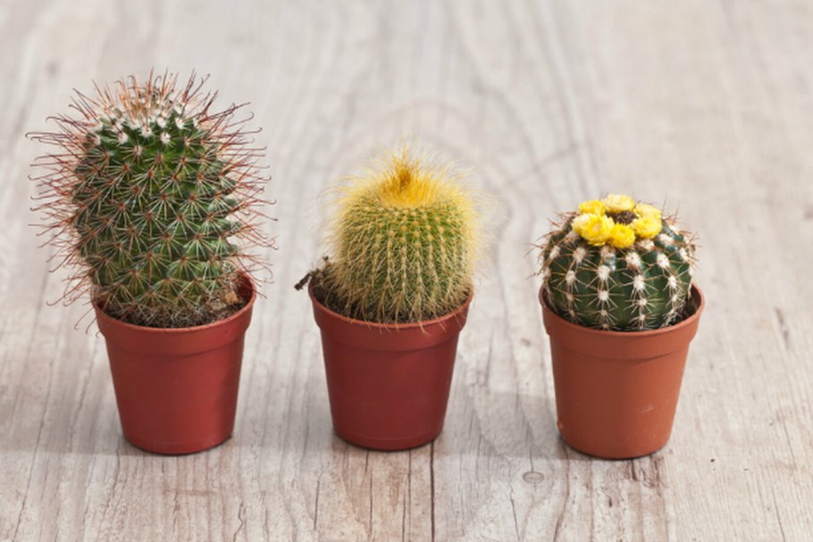 Эхинопсис острогранный