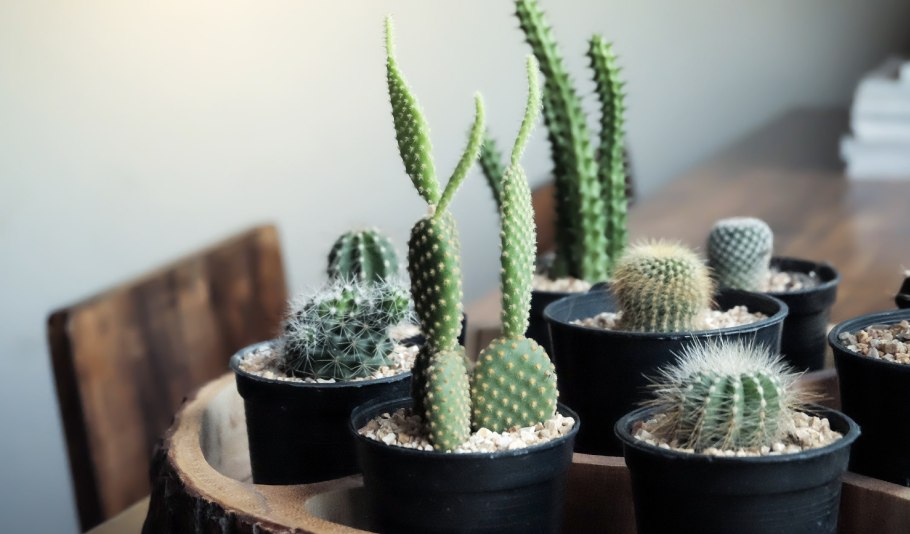 Кактус bloeiend