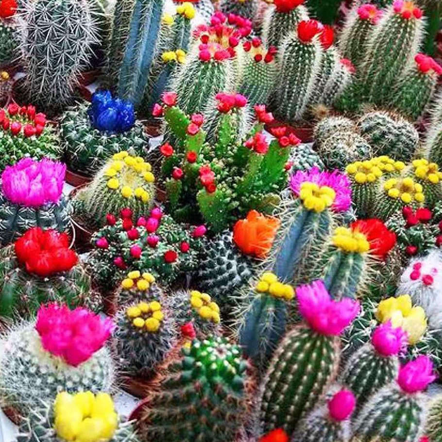 Кактус астрофитум орнатум