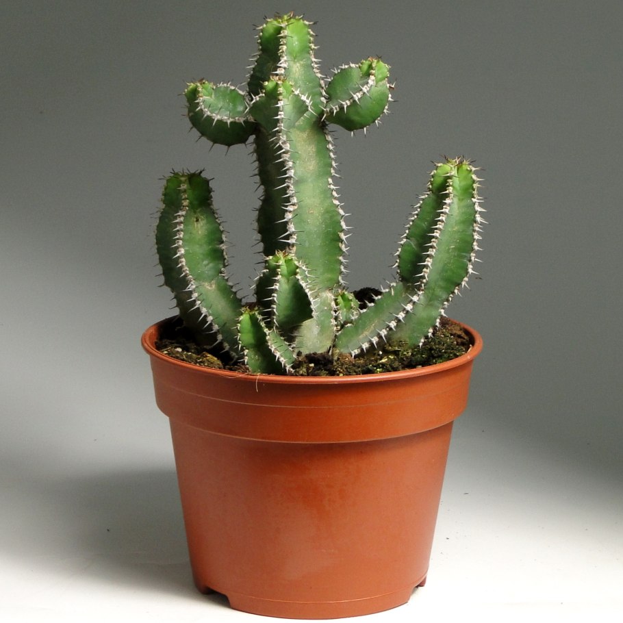 Кактус Гросса