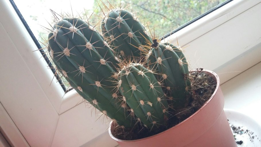 Кактус опунция суккулент