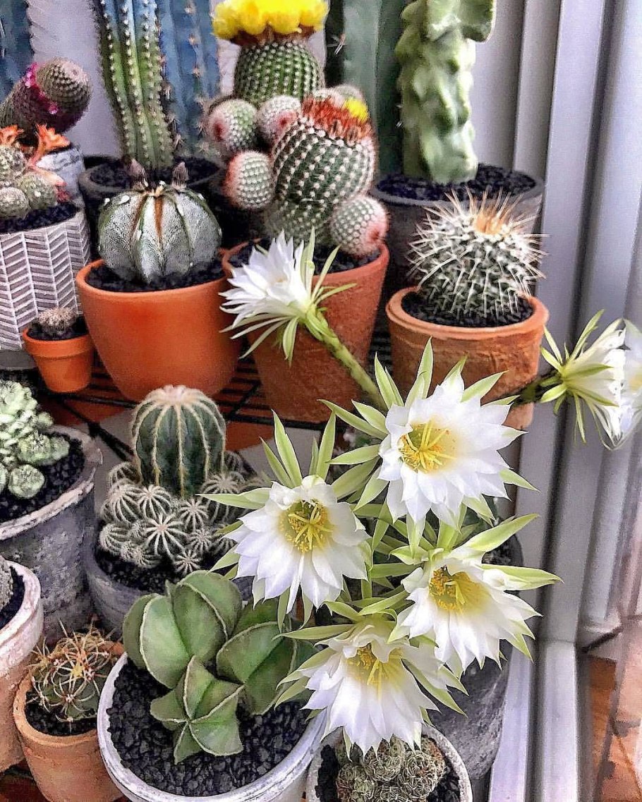 Семена цветы кактусы элита смесь