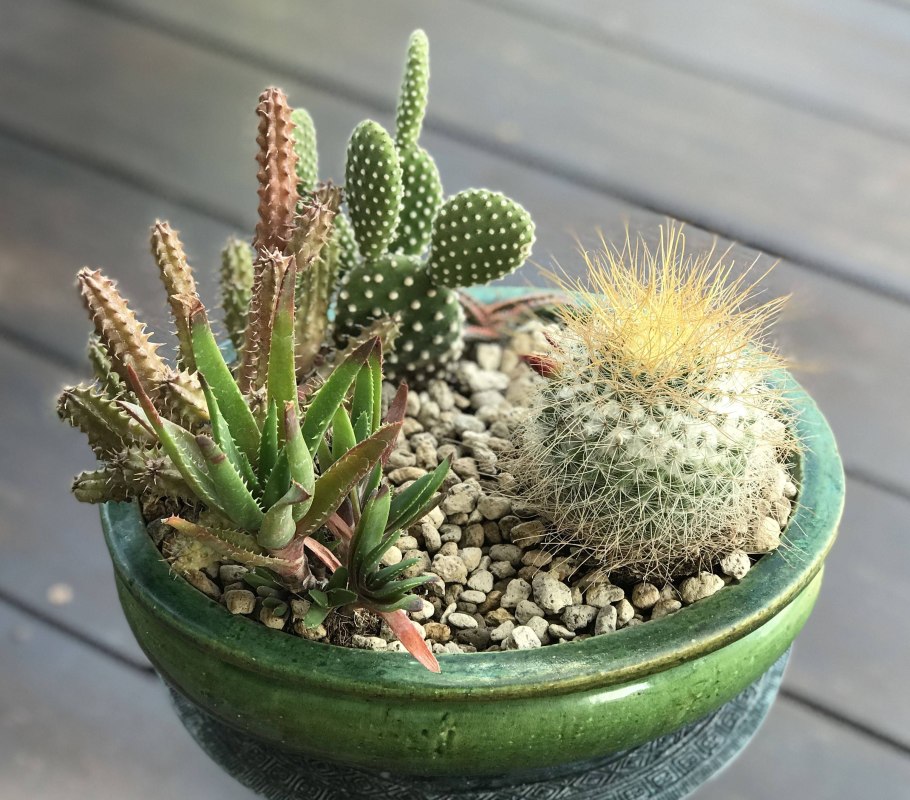 Кактусы комнатные круглые