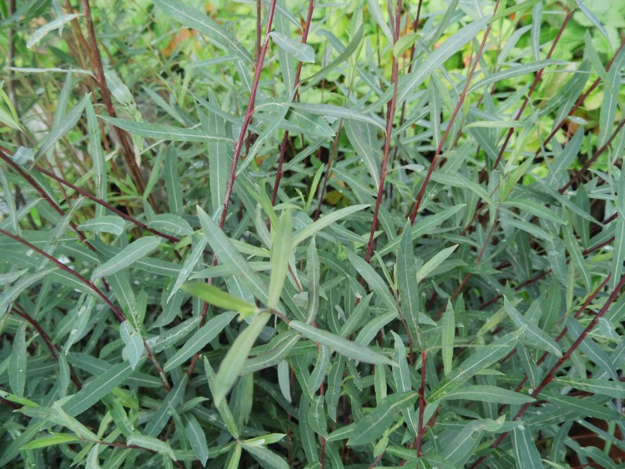 Ива Грацилис Нана