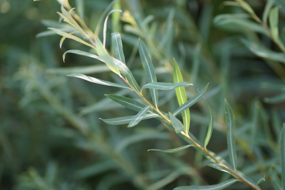 Ива пурпурная Грацилис