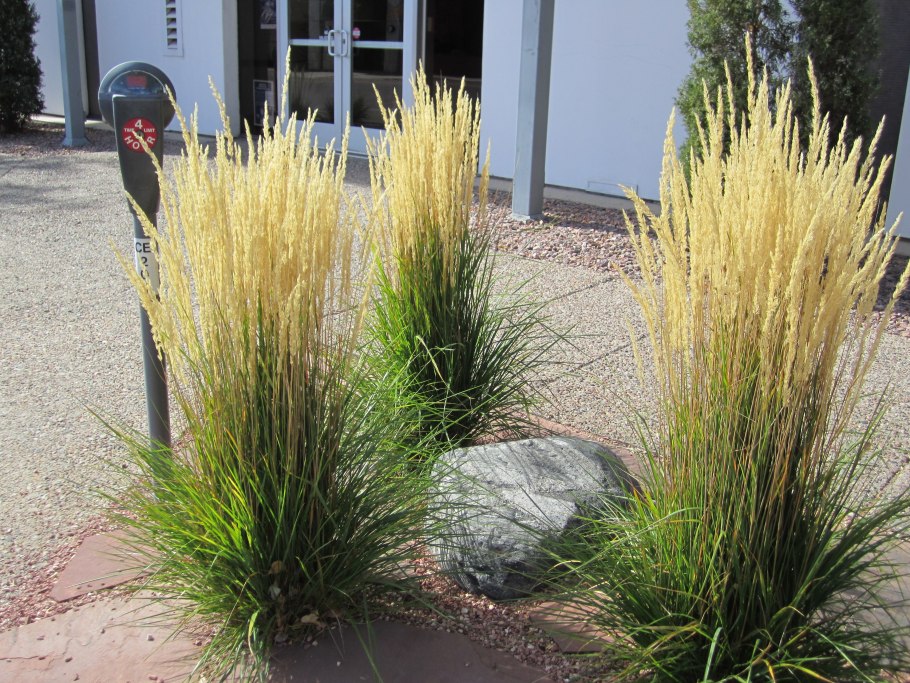 Бутелуа изящная (Bouteloua gracilis)