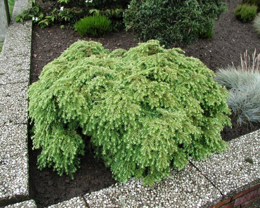 Хвойник тамарикс